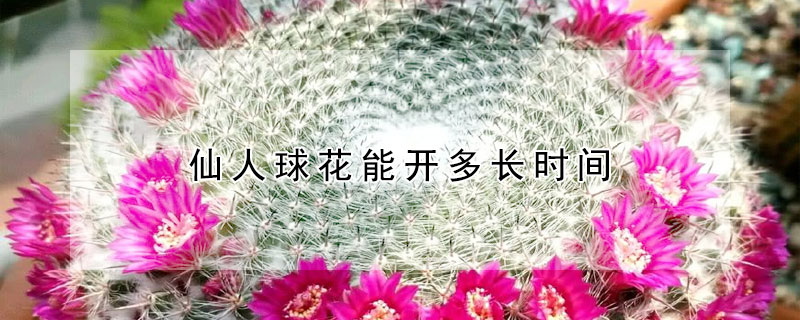 仙人球花能開多長時間