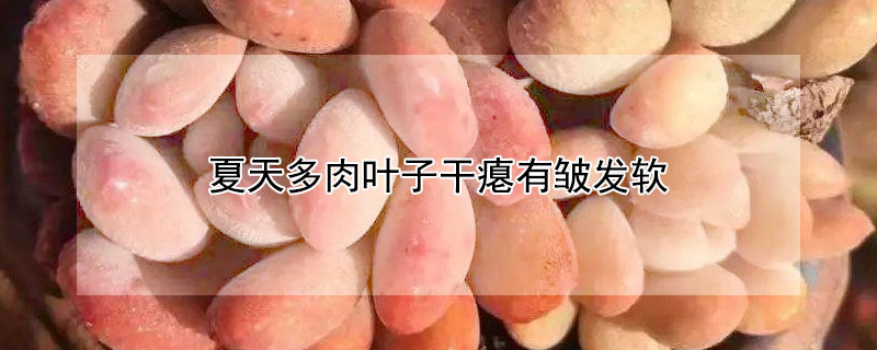 夏天多肉葉子干癟有皺發軟