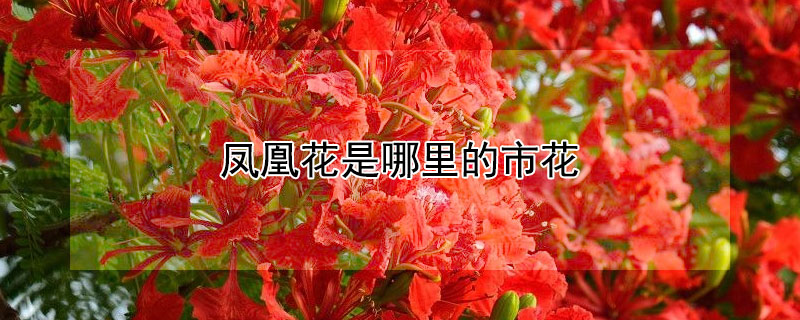 鳳凰花是哪里的市花