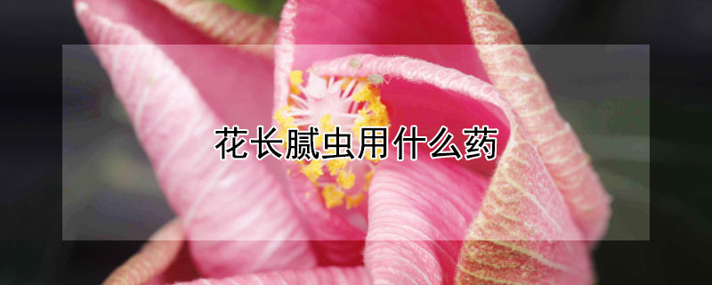 花長(zhǎng)膩蟲(chóng)用什么藥