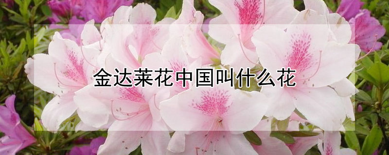 金達(dá)萊花中國(guó)叫什么花