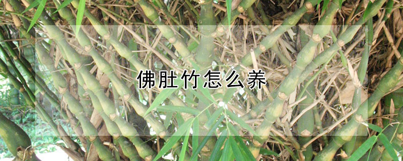 佛肚竹怎么養(yǎng)