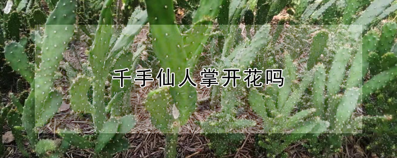 千手仙人掌開花嗎