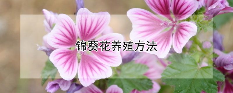 錦葵花養(yǎng)殖方法