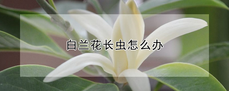 白蘭花長蟲怎么辦