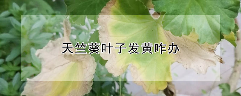 天竺葵葉子發黃咋辦