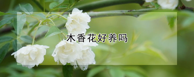 木香花好養嗎