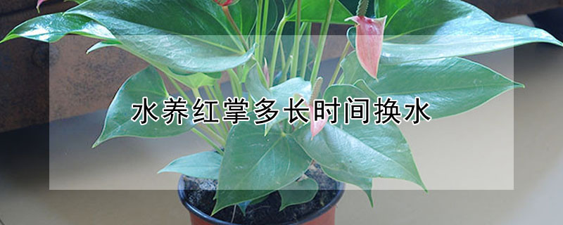 水養(yǎng)紅掌多長(zhǎng)時(shí)間換水