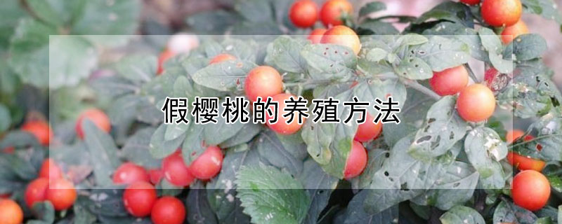 假櫻桃的養殖方法