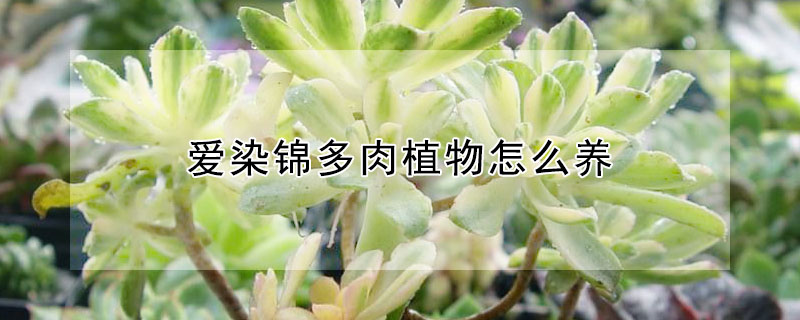 愛染錦多肉植物怎么養