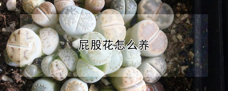 屁股花怎么養(yǎng)