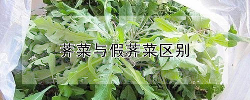 薺菜與假薺菜區(qū)別