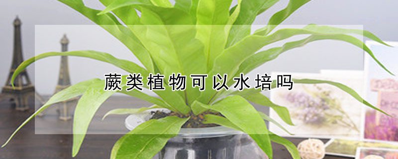 蕨類植物可以水培嗎