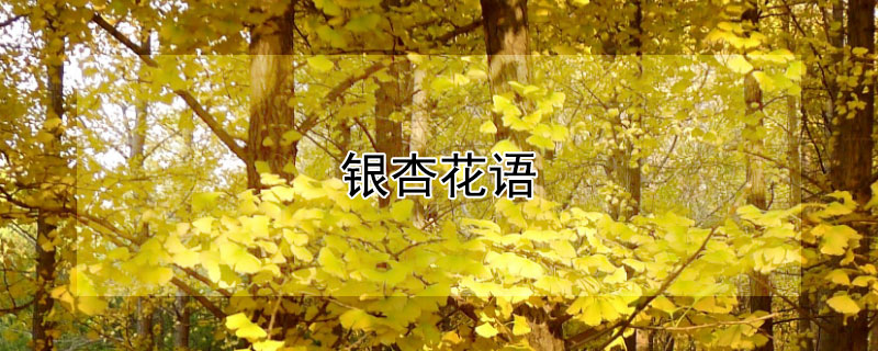 銀杏花語(yǔ)