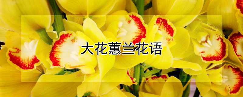 大花蕙蘭花語(yǔ)