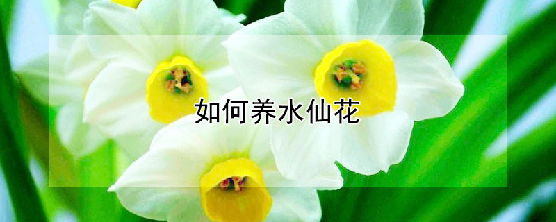 如何養水仙花