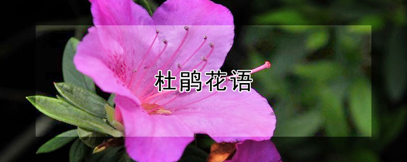 杜鵑花語