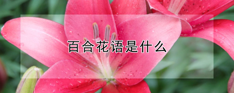 百合花語是什么