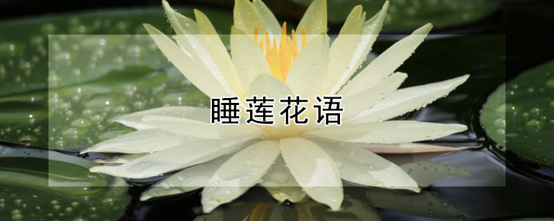 睡蓮花語(yǔ)