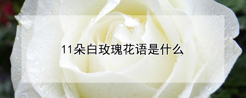 11朵白玫瑰花語是什么