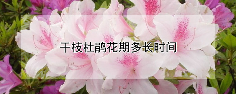 干枝杜鵑花期多長時間