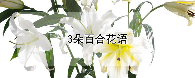 3朵百合花語