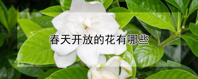 春天開放的花有哪些