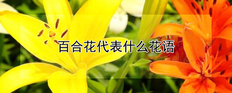 百合花代表什么花語(yǔ)