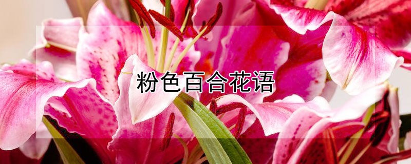 粉色百合花語(yǔ)