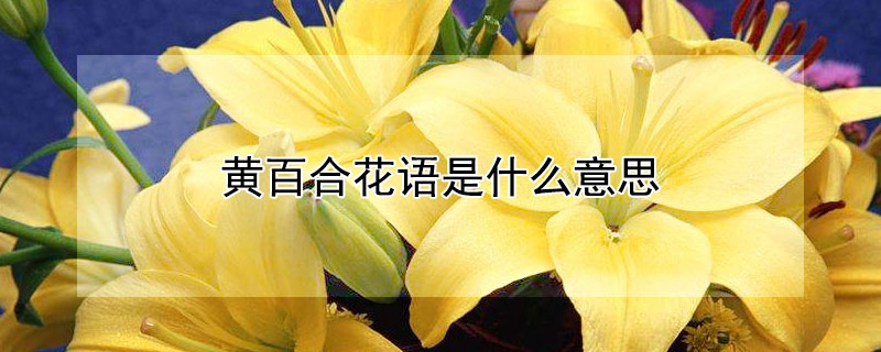 黃百合花語是什么意思