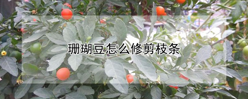 珊瑚豆怎么修剪枝條