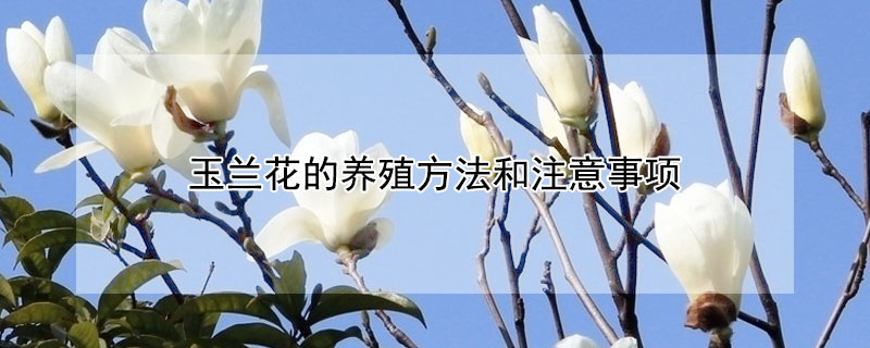 玉蘭花的養殖方法和注意事項