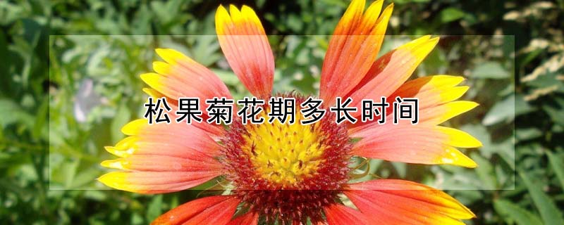 松果菊花期多長時間