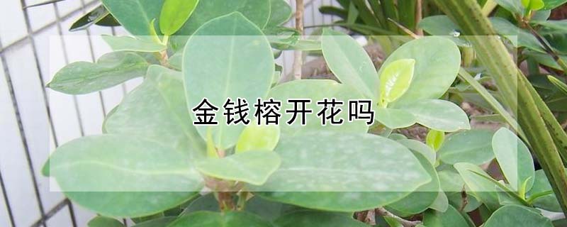 金錢榕開(kāi)花嗎