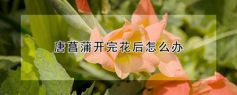 唐菖蒲開(kāi)完花后怎么辦