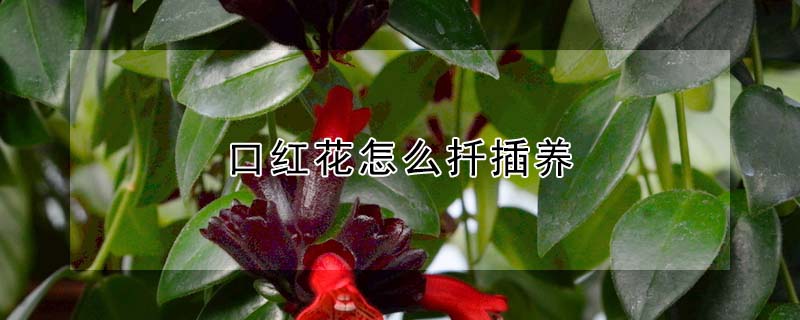 口紅花怎么扦插養(yǎng)