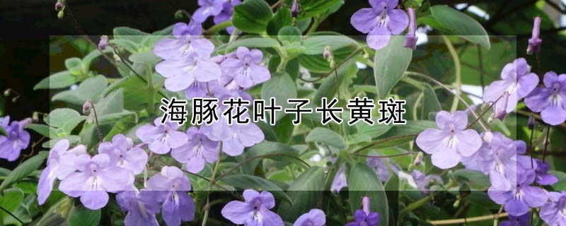 海豚花葉子長黃斑