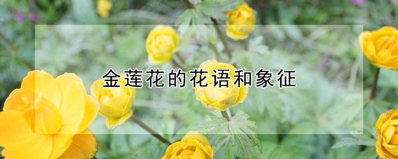 金蓮花的花語和象征