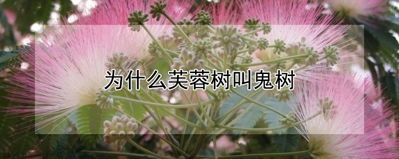 為什么芙蓉樹叫鬼樹