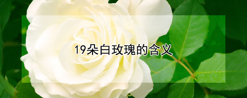 19朵白玫瑰的含義