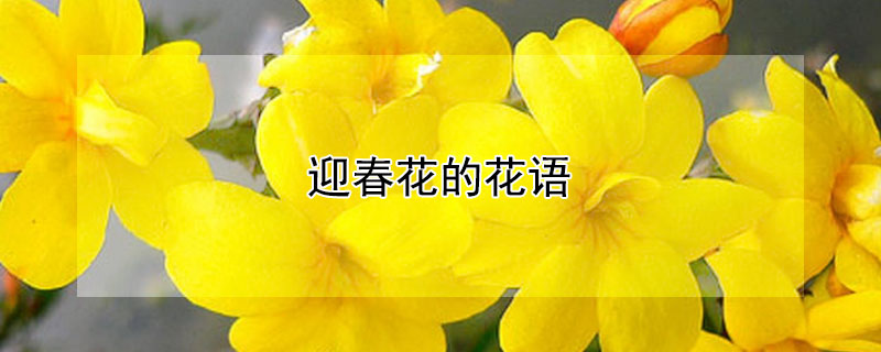 迎春花的花語