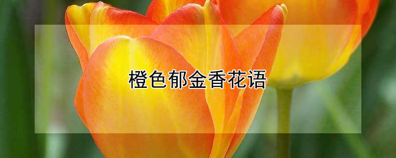 橙色郁金香花語(yǔ)