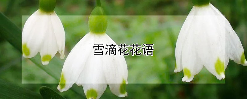 雪滴花花語(yǔ)