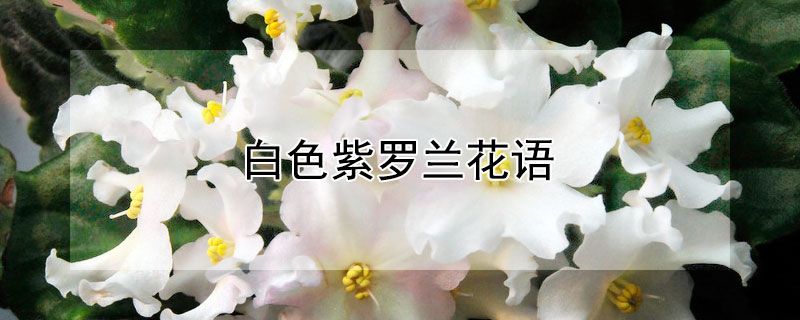 白色紫羅蘭花語(yǔ)