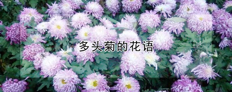 多頭菊的花語