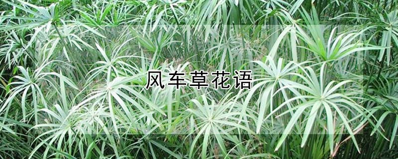 風(fēng)車草花語