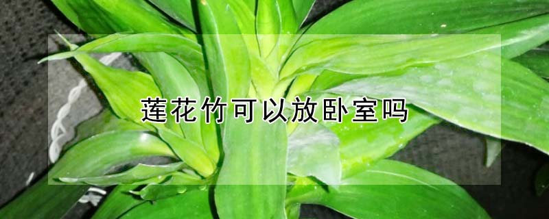 蓮花竹可以放臥室嗎