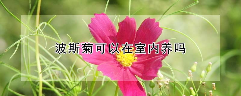 波斯菊可以在室內(nèi)養(yǎng)嗎