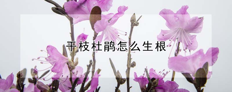 干枝杜鵑怎么生根