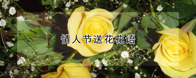 情人節(jié)送花花語